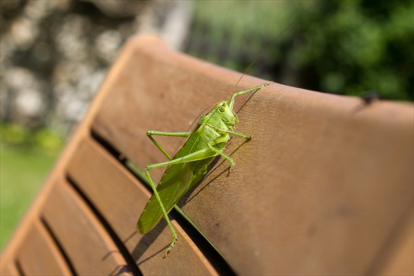 Great Green Bush Cricket / Grande sauterelle verte