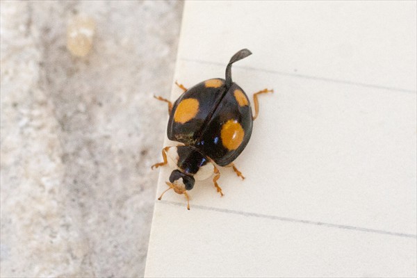 Harlequin ladybird / Coccinelle asiatique