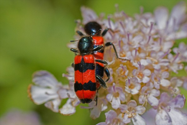 Burying beetle / Nécrophore (<i>Nicrophorus</i> sp.)