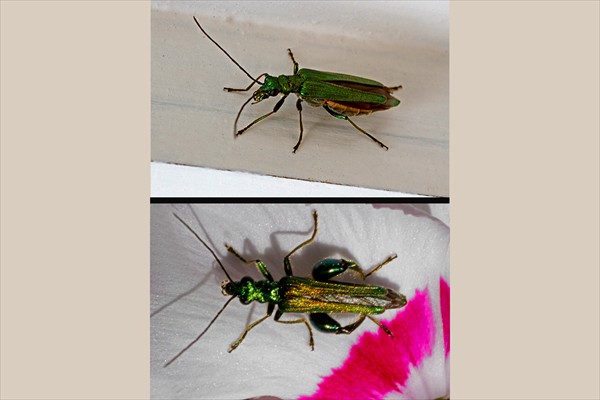Thick-Legged Flower Beetle / Œdémère noble (<i>Oedemera nobilis</i>)