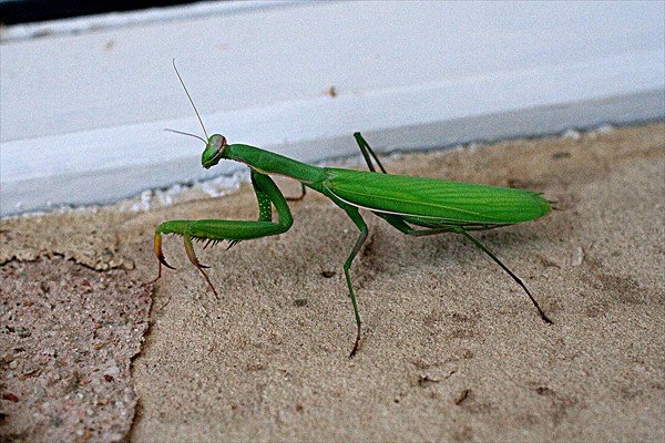 Praying Mantis / Mante religieuse