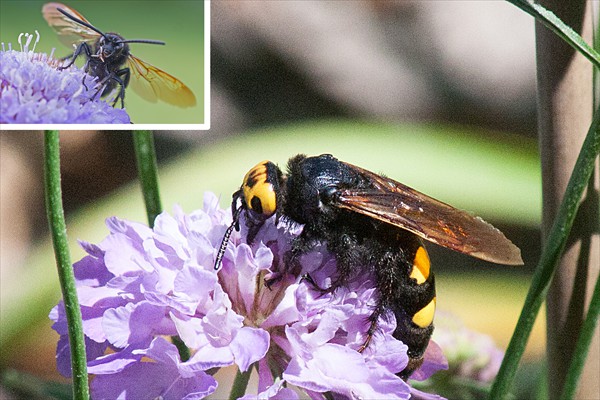Mammoth Wasp /  Scolie des jardins 
