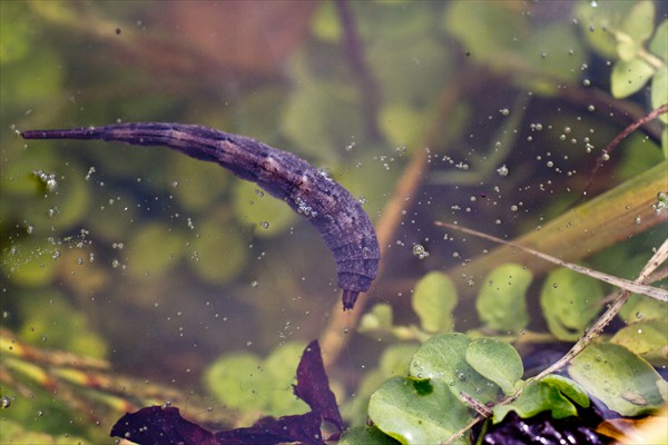 Soldier fly nymph / Nymphe de 'mouche soldat' (<i>stratiomys potamida</i>)