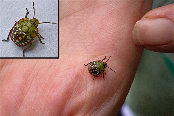 Southern Green Shieldbug (final instar) / Punaise verte (larve des derniers stades) 