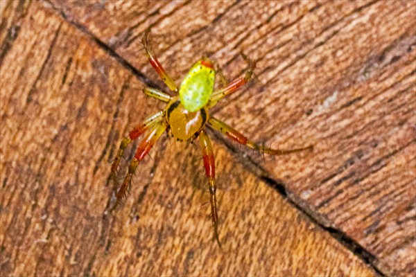 <i>Araniella cucurbitina</i>