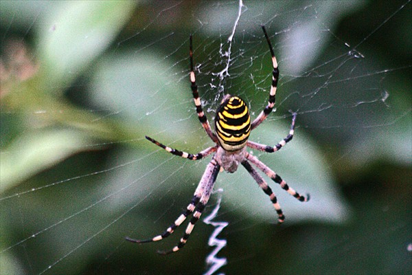<i>Argiope bruennichi</i>