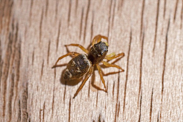 <i>Heliophanus flavipes</i>