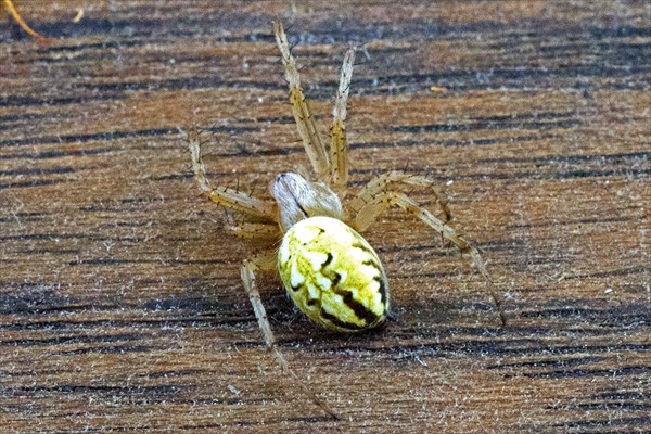 <i>Neoscona adianta</i>