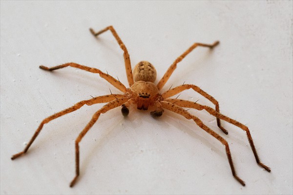 <i>Olios argelasius</i>