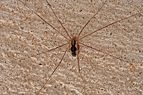 <i>Phalangium opilio</i>