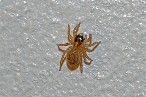 <i>Salticidae</i> sp. (juvenile)