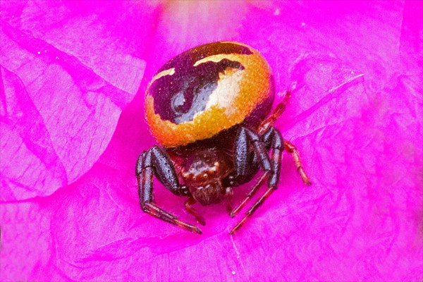 <i>Synema globosum</i>