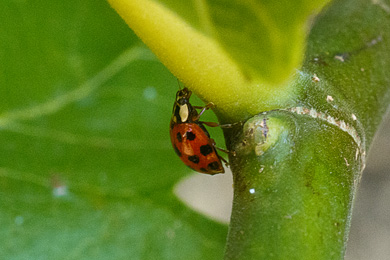 ladybird 