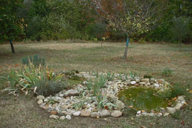 pond in autumn