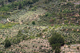 garrigue