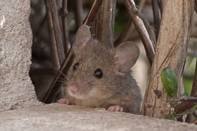wood mouse