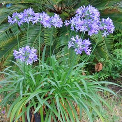 Agapanthus Blue Ocean