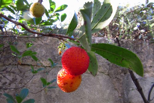 Arbutus unedo