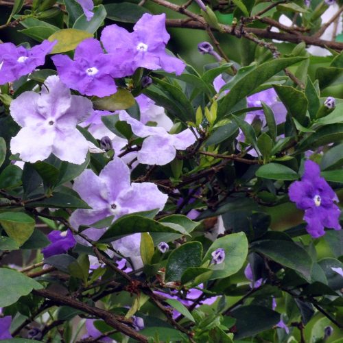 Brunfelsia uniflora