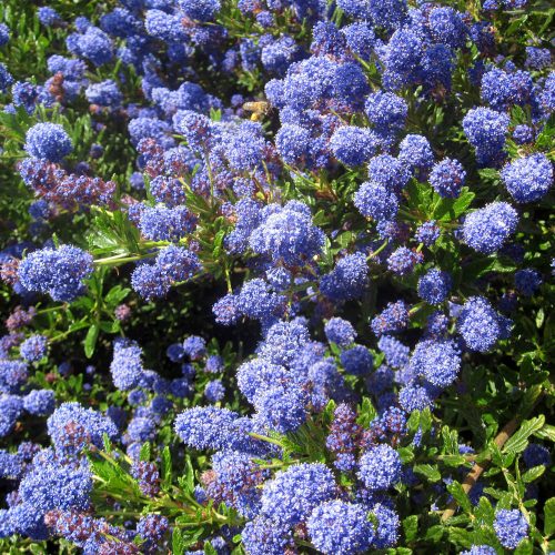 Ceanothus Concha
