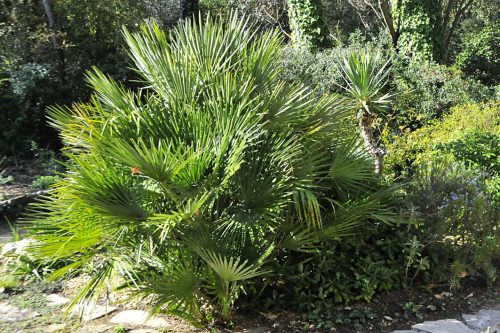 Chamaerops humilis