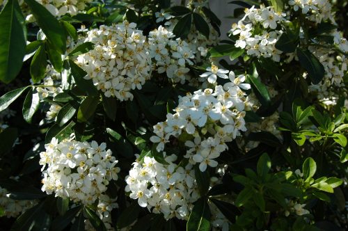 Choisya ternata scaled