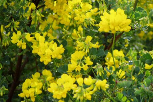 Coronilla glauca