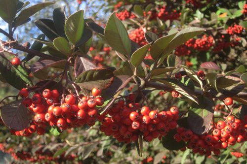 Cotoneaster lacteus