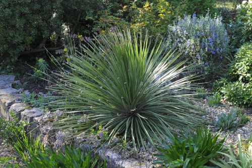 Dasylirion acrotrichum