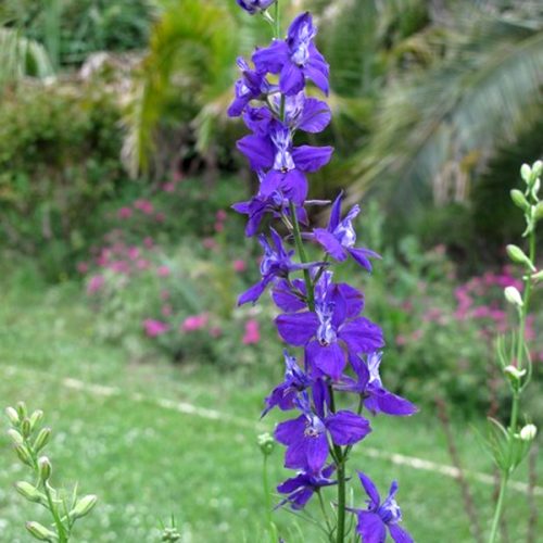 Delphinium sp.