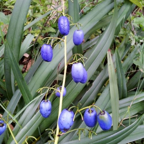 Dianella caerulea