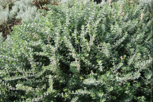 Dorycnium hirsutum scaled