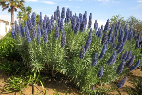 Echium candicans