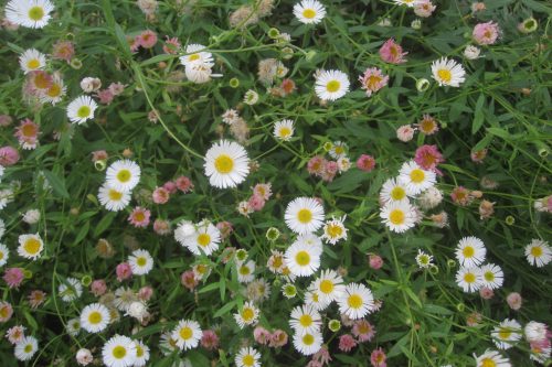 Erigeron karvinskianus