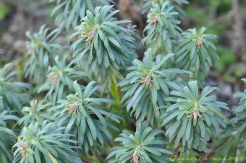 Euphorbia characias