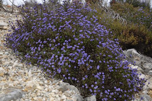 Globularia alypum