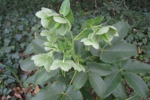 Helleborus argutifolius
