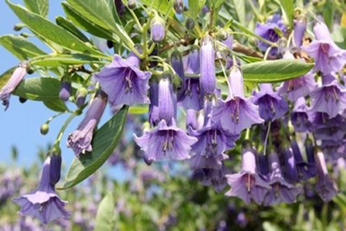 Iochroma australe