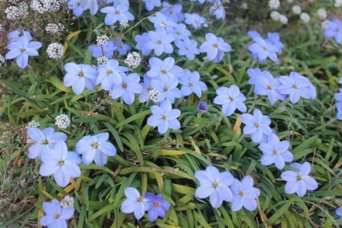 Ipheion Rolf Fiedler