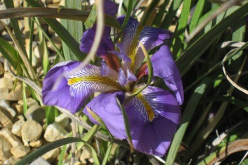 Iris unguicularis