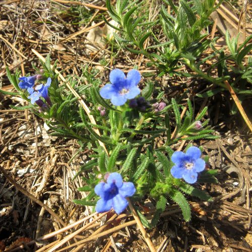 Lithodora diffusa