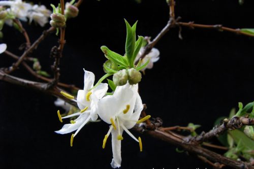 Lonicera fragrantissima