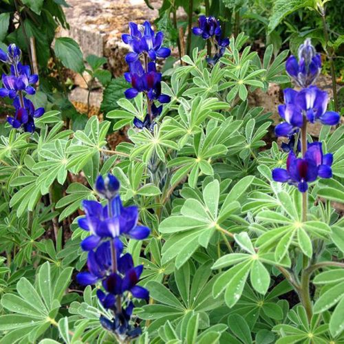 Lupinus pilosus