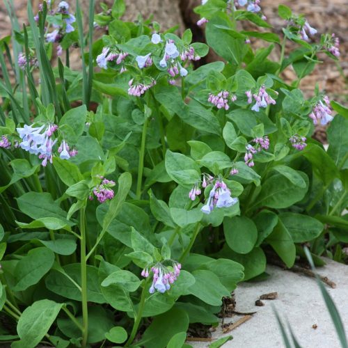 Mertensia virginica