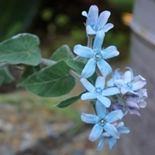 Oxypetalum caeruleum