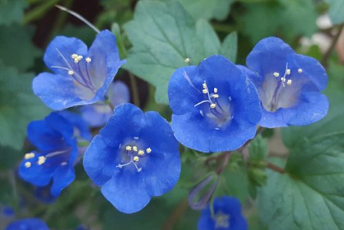 Phacelia campanularia