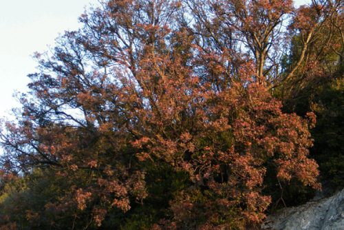 Pistacia terebinthus