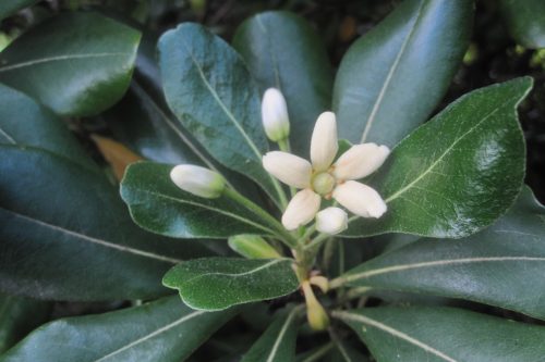 Pittosporum tobira