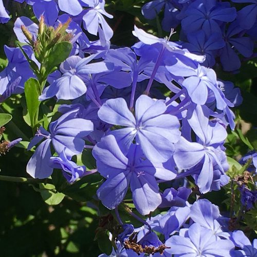 Plumbago Royal Cape