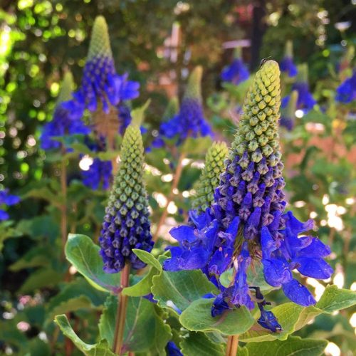 Pycnostachys urticifolia